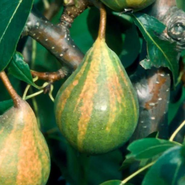 Humbug Easter Pear Tree (Pyrus communis Humbug) 1